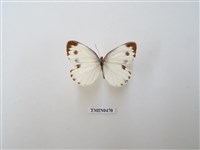 藏品(緣點白粉蝶)的圖片